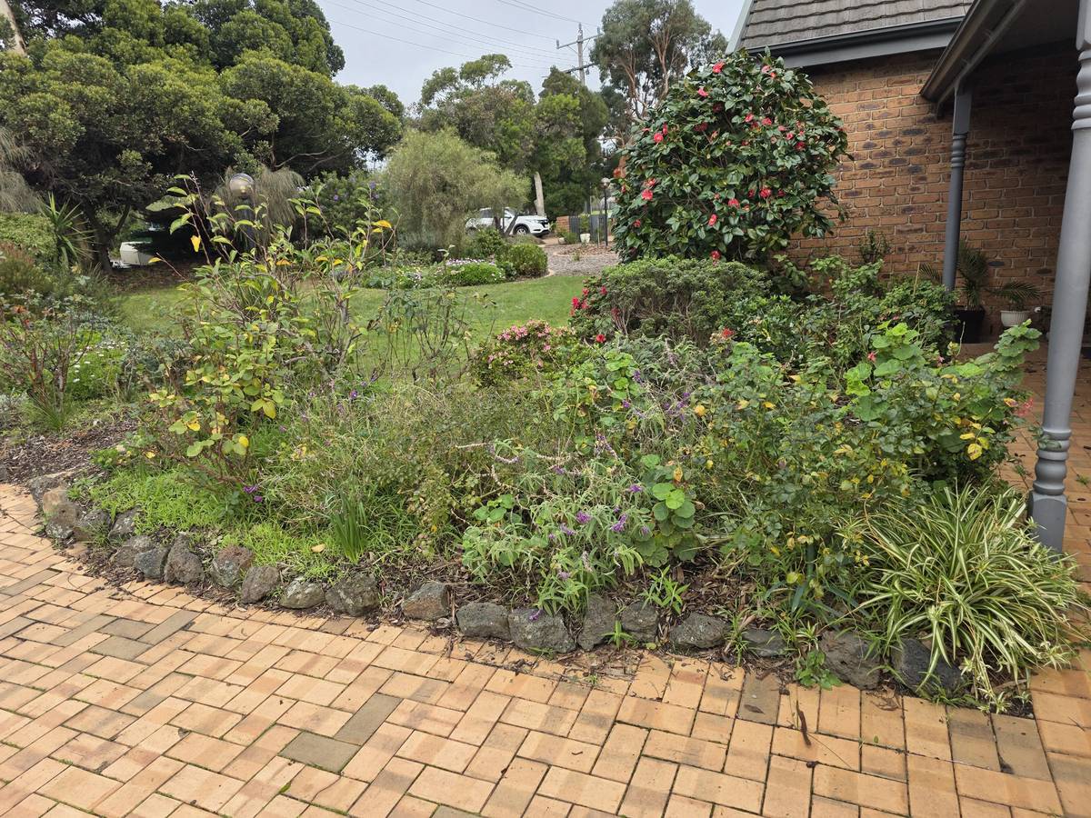 Garden bed overgrown and spilling across brick paving before a garden maintenance visit in Frankston