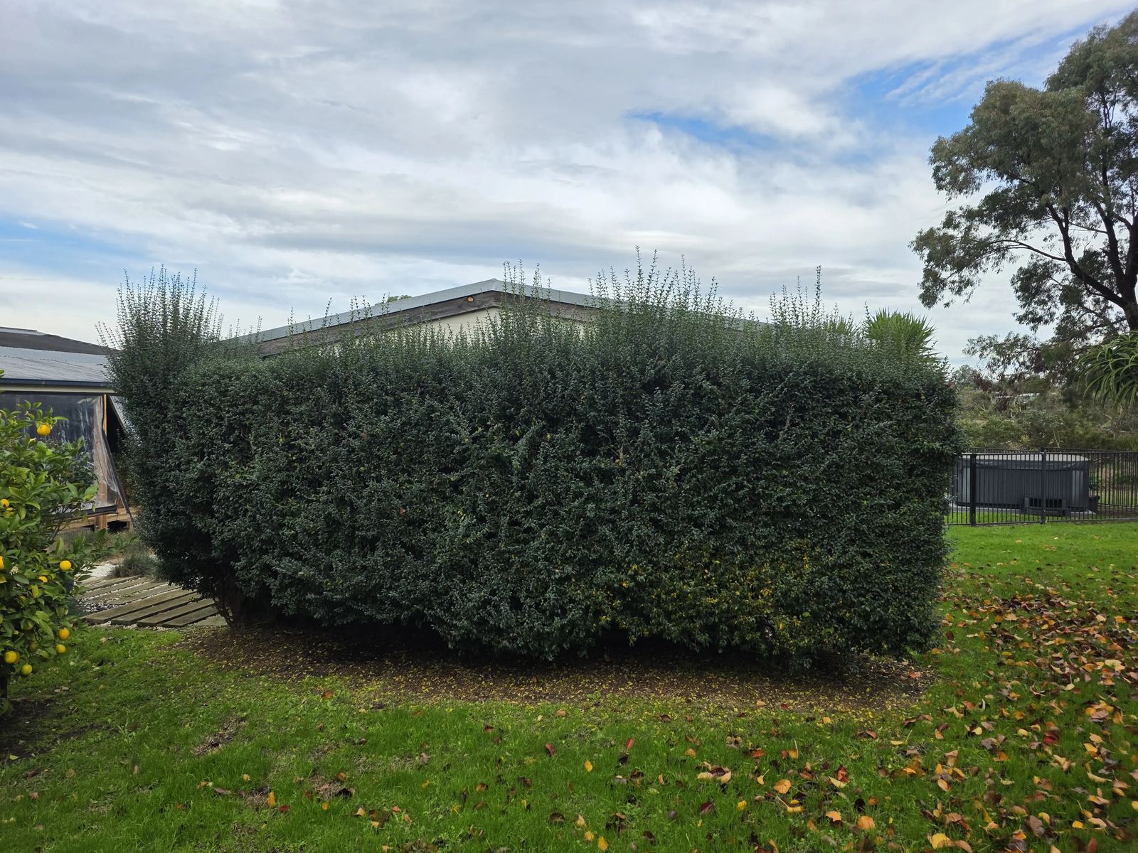 Large hedge cut square and level on every face after hedge trimming in Frankston